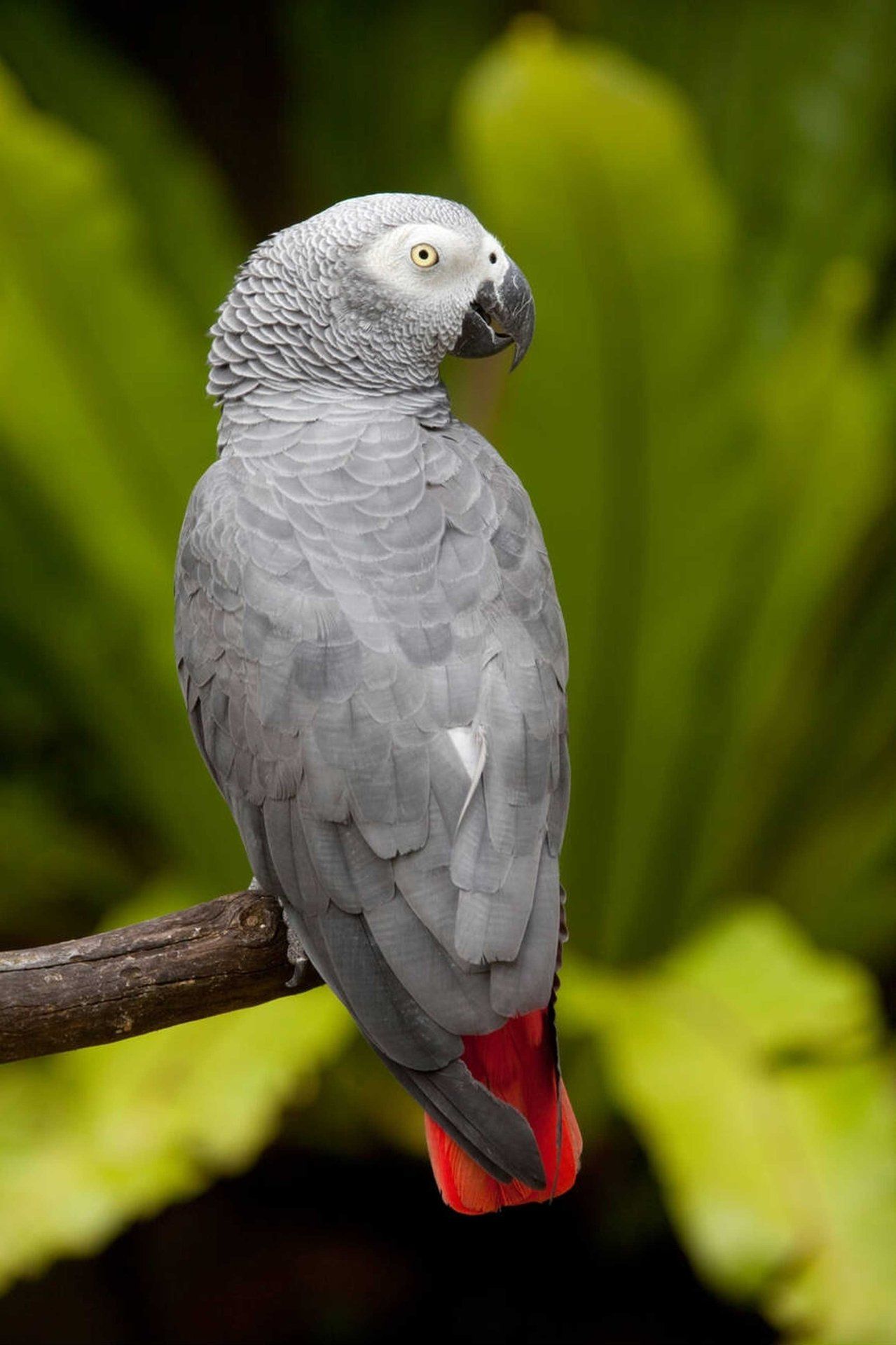 Animais Silvestres Landing Image